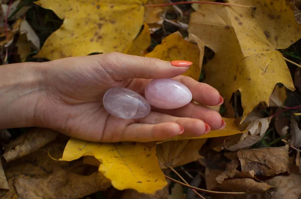 Female hands with orange manicure holding two yoni eggs made from pink quartz and transparent violet amethyst for vumfit, imbuilding or meditation on yellow fallen leaves background during autumn