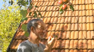 Organik elma hasadı, kıdemli adam güneşli yaz gününde taze toplanmış elmaları sepetinde tutuyor.