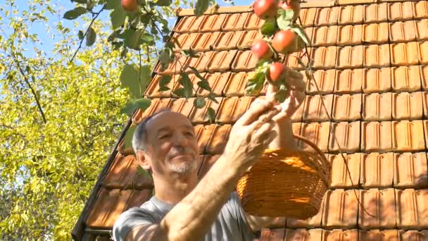 Organiczne zbiory jabłek, starszy mężczyzna trzymający świeżo zebrane jabłka w koszu na krzaki w słoneczny letni dzień — Wideo stockowe