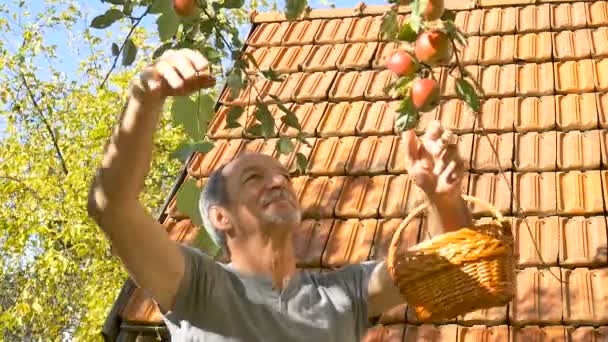 Ekologická sklizeň jablek, starší muž držící čerstvě sklizená jablka v bušlovém koši během slunečného letního dne — Stock video