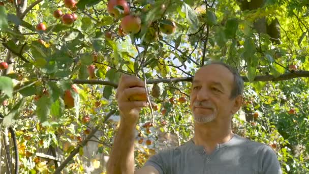 Ekologisk äppelskörd, senior man som håller nyskördade äpplen i skäppkorg under solig sommardag — Stockvideo