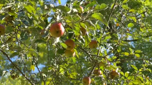 Colheita de maçãs orgânicas, mãos masculinas colhem maçãs verdes e vermelhas durante o dia ensolarado de verão. Conceito de alimentação saudável — Vídeo de Stock