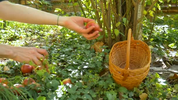 Woman is picking off an apple from the ground. Organic apple harvesting, female hands harvest green and red apples during sunny summer day. Healthy eating concept — Stock Video