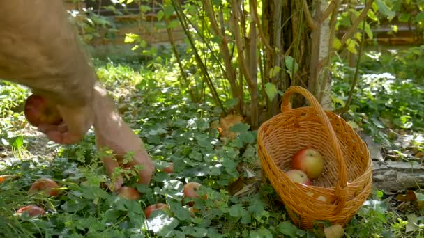 Han plockar ett äpple från marken. Ekologisk äppelskörd, hanar skördar gröna och röda äpplen under solig sommardag. Hälsosam kost koncept — Stockvideo