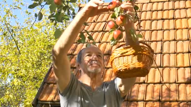 Organikus almatermelés, végzős férfi, aki frissen szüretelt almát tart véka kosárban a napsütéses nyári napon — Stock videók