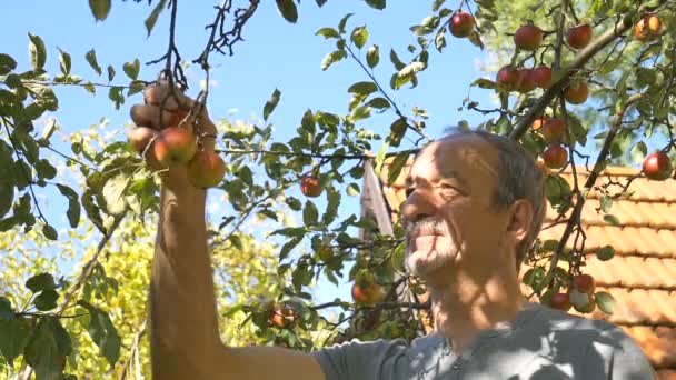 Organikus almatermelés, végzős férfi, aki frissen szüretelt almát tart véka kosárban a napsütéses nyári napon — Stock videók
