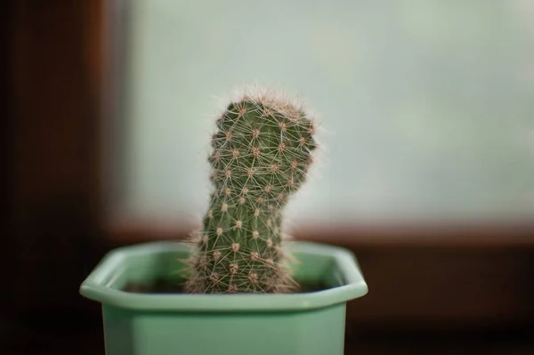 Petit cactus dans un pot de fleurs vert clair debout sur le rebord de la fenêtre en bois intérieur, concept succulent — Photo