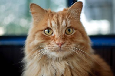 Kırmızı genç kedi yerde oturuyor ve büyük pencerelerde kameraya bakıyor balkonda arka planda, evcil hayvan konsepti