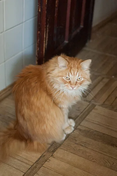 Mladá červená kočka sedí na dřevěné podlaze a dívá se do kamery, domácí mazlíčci koncepce — Stock fotografie