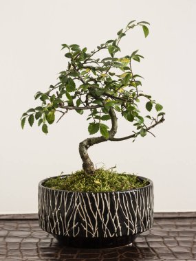 bonsai ağacı kapatın 