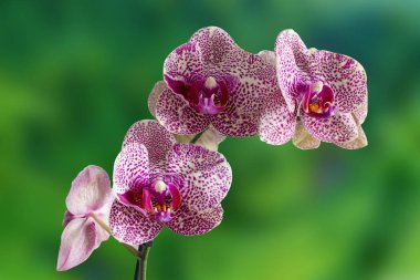 Orkide cins Stadyumu doğa arka plan