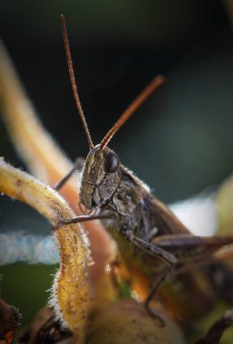 grasshopper sitting on wild rose clipart