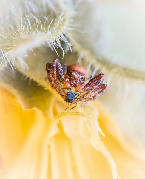 Паук с пчелой, сидящей на цветке — стоковое фото