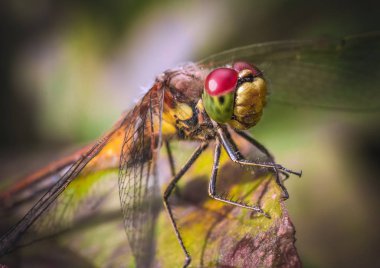 Yusufçuk yaprağın üzerinde oturuyor.