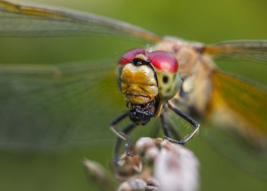 Yusufçuk yaprağın üzerinde oturuyor.