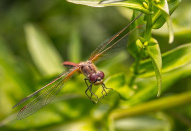 Yusufçuk yaprağın üzerinde oturuyor.