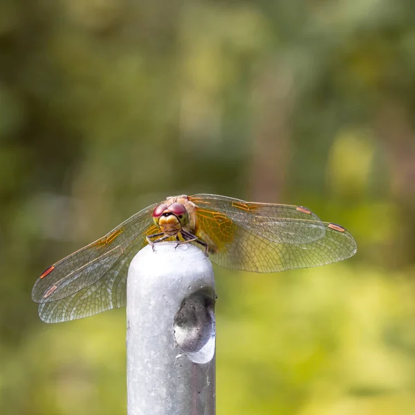 Dragonfly сидить на металеві флешки — стокове фото