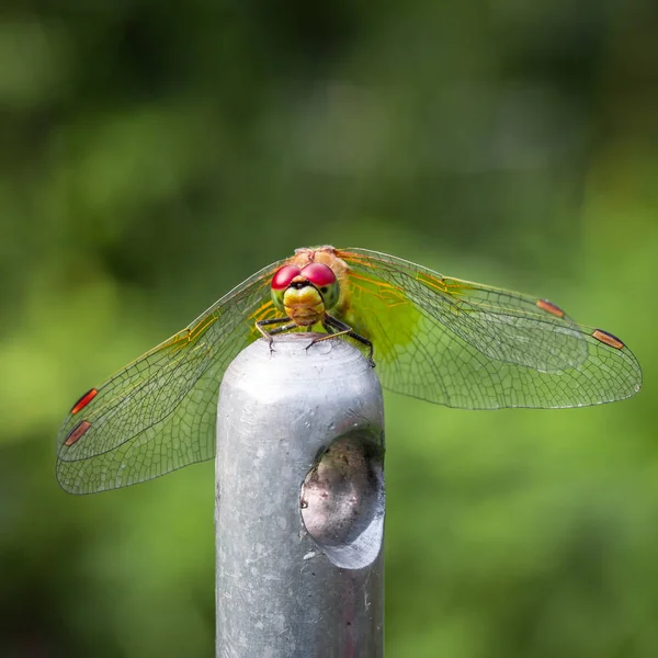 Dragonfly сидить на металеві флешки — стокове фото