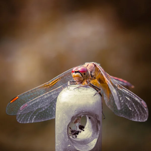 Dragonfly сидить на металеві флешки — стокове фото