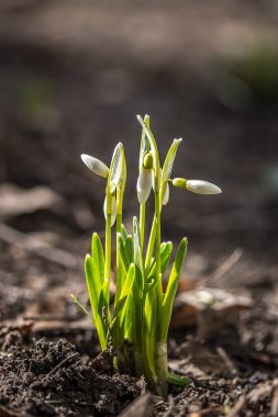 Kardelen çiçeklenmeye başlar