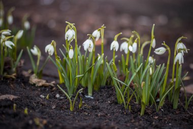 Kardelen çiçeklenmeye başlar