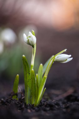 Kardelen çiçeklenmeye başlar