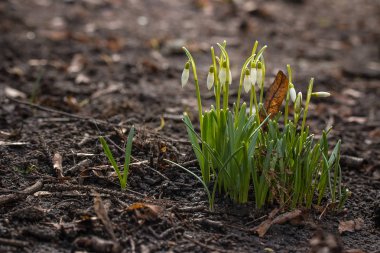 Kardelen çiçeklenmeye başlar