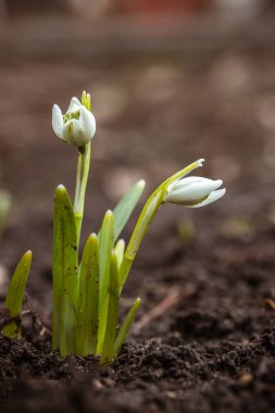 Kardelen çiçeklenmeye başlar