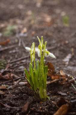 Kardelen çiçeklenmeye başlar