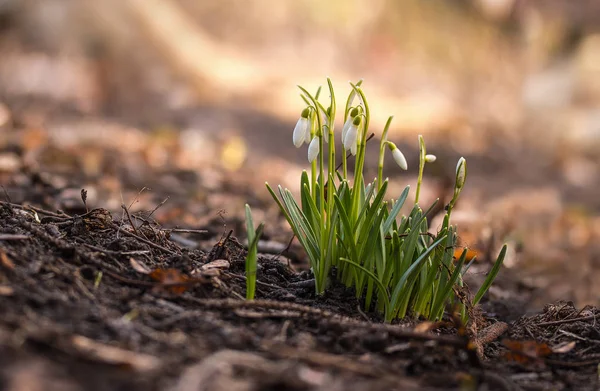 Snowdrops begin to bloom — Stock Photo, Image