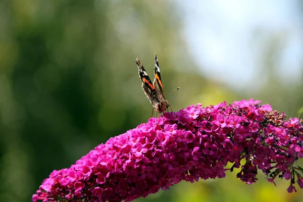 Flor de mariposa — Stockfoto