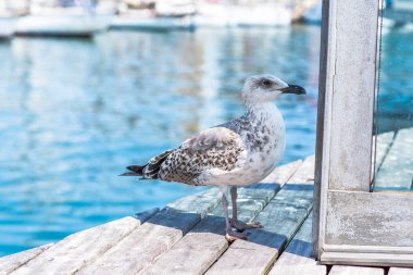 Martı yakın portre kadar. Arka plan üzerinde temiz mavi okyanus su 