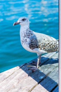 Martı yakın portre kadar. Arka plan üzerinde temiz mavi okyanus su 