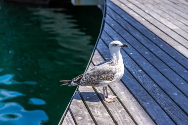 Martı yakın portre kadar. Arka plan üzerinde temiz mavi okyanus su 