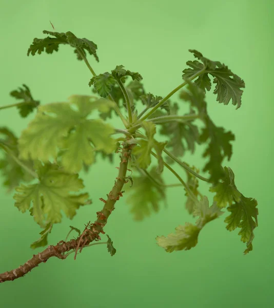 Geranium yeşil bir arka plan üzerinde bırakır