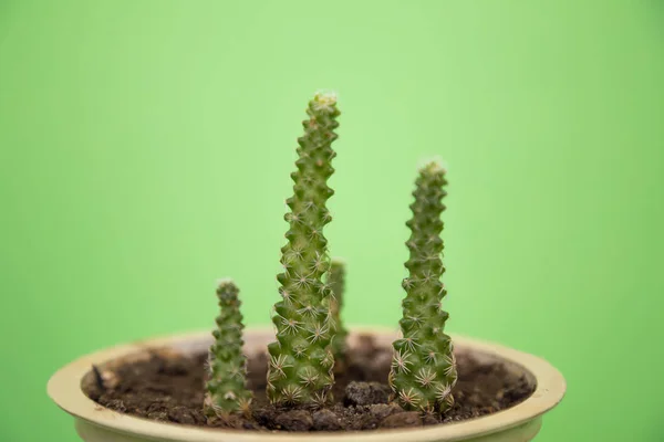 Cactus dans un pot sur fond vert — Photo