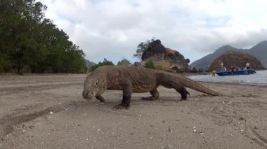 Varan Dragon Komodo yakın çekim, yalama ve kamera öpüşme turistik sahil formu sürat teknesi içinde izliyor. extemal