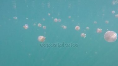 Deniz anası Gölü, Sulawesi, Togean birçok jellyfishes ile dalış