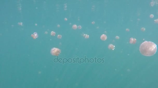 Plongée avec tuba avec de nombreuses méduses dans le lac des méduses, Sulawesi, Togean — Video