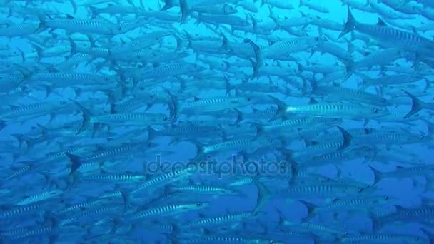 Enorme escola de barracudas de peixe. de perto, perigoso peixe agressivo. Sulawesi, Togean — Vídeo de Stock