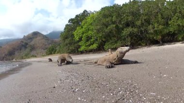 Sahilde birçok komodo ejderleri. yakın çekim