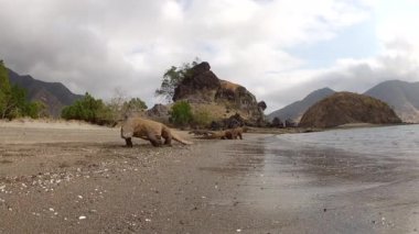 Komodo varans kamera saldırı
