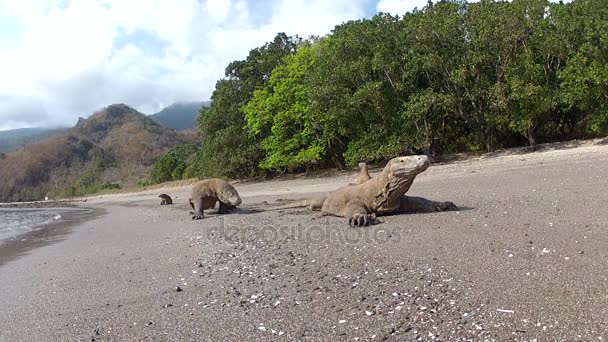 Viele Komodo-Drachen am Strand. Nahaufnahme — Stockvideo