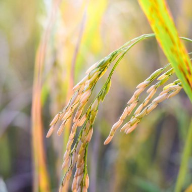 Gün batımlı güzel Paddy pirinç tarlası. Kapat.