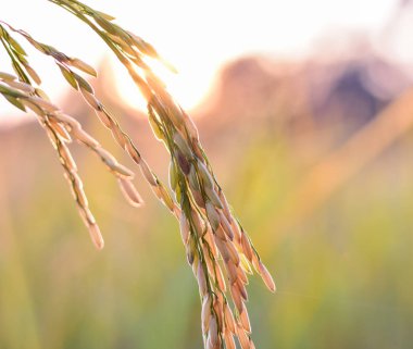 Gün batımlı güzel Paddy pirinç tarlası. Kapat.