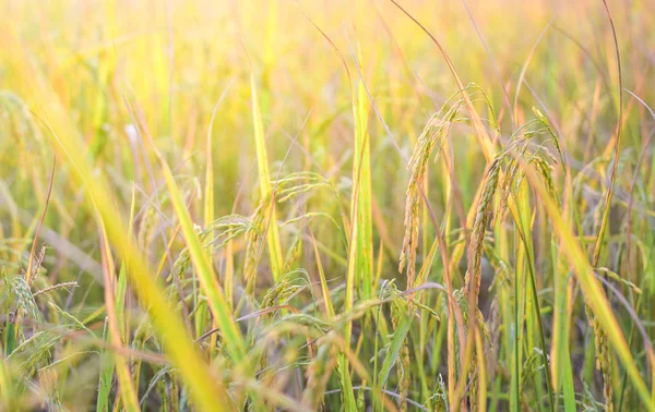 Beautiful Paddy rice field with sunset. — Stock Photo, Image