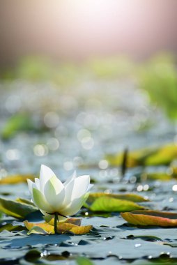 Kapalı Gölette güzel pembe nilüfer çiçeği.  