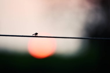 Güzel yusufçuk doğal ortamında