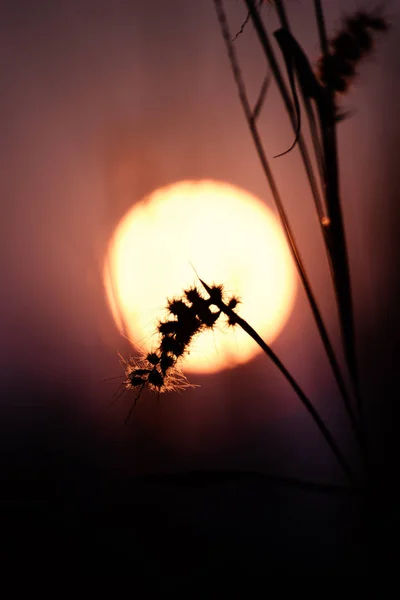 美丽的朦胧的花朵，阳光下的奶茶. — 图库照片