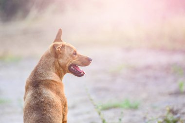 Şirin yalnız Küçük Köpek yerde oturuyor.  